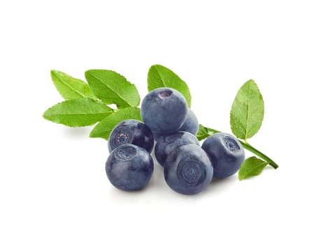 Handful of blueberries with fresh green leaves