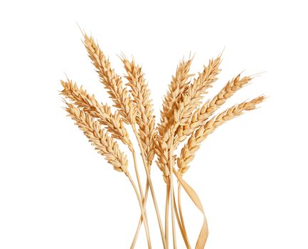 Sheaf of yellow wheat spikelets on the white background