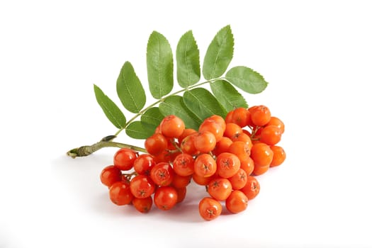 Bunch of raw Rowan with berries and leaves