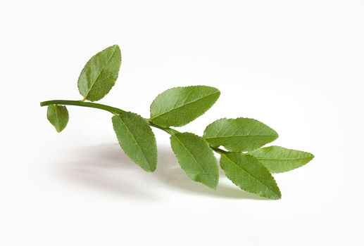 Isolated green branch of blueberry on the white