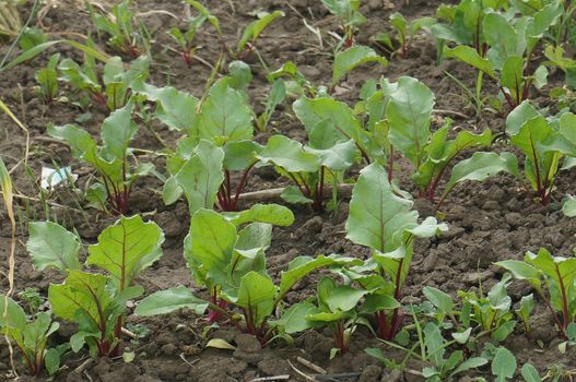 Green beet plants growing in the ground