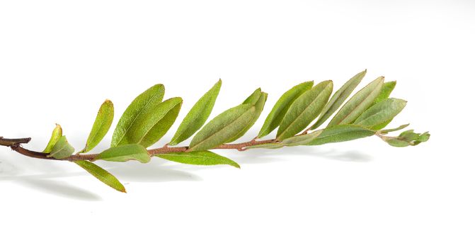 Isolated green branch of cranberry