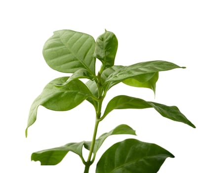 Isolated green branch of coffee with leaves