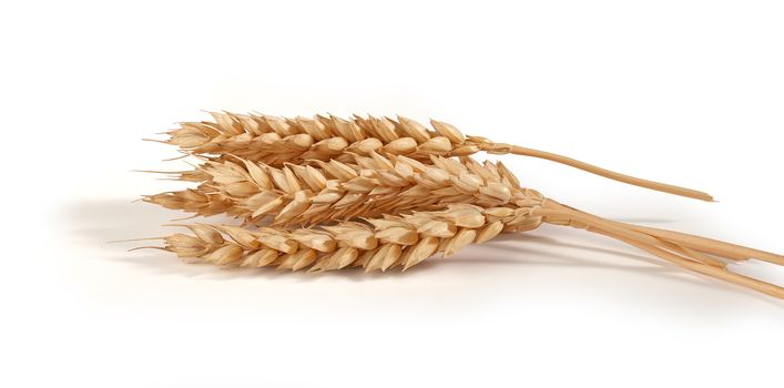 Some spikelets of wheat on the white background