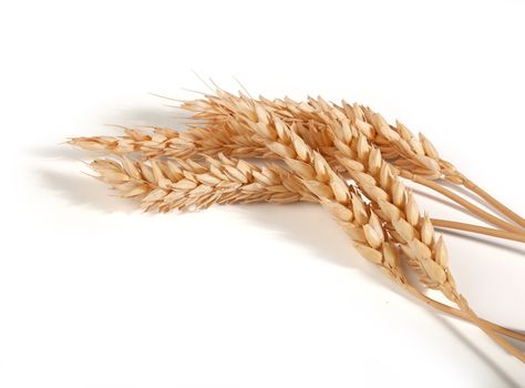 Some spikelets of wheat on the white background