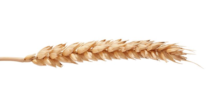 One isolated yellow wheat spikelet on the white background