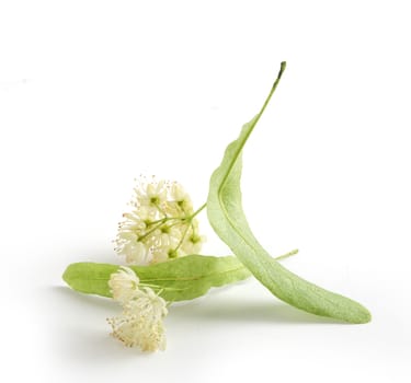 Isolated flower of the linden on the white background