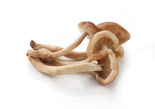 Handful of honey agaric on the white plate