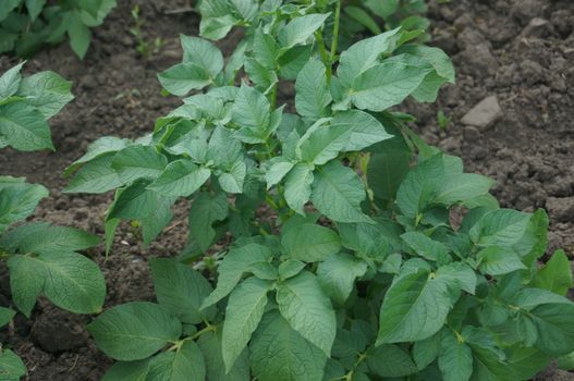 Green bush of potato growing in the ground
