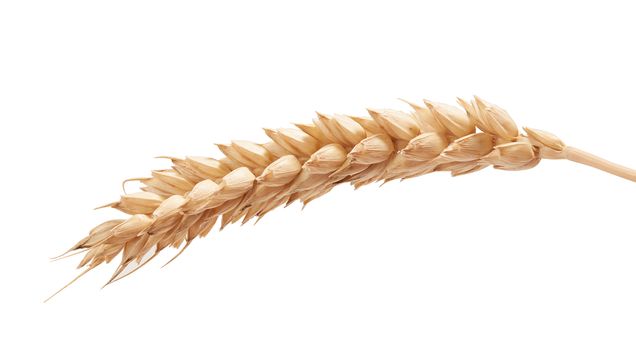 One isolated yellow wheat spikelet on the white background