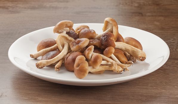 Handful of honey agaric on the white plate