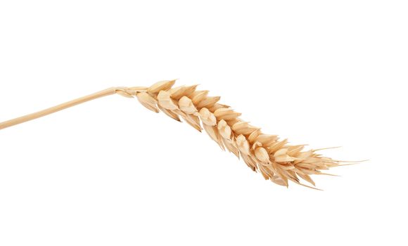 One isolated yellow wheat spikelet on the white background