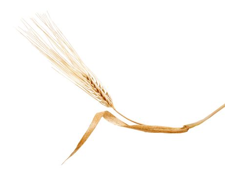 One isolated yellow rye spikelet with leaf on the white background