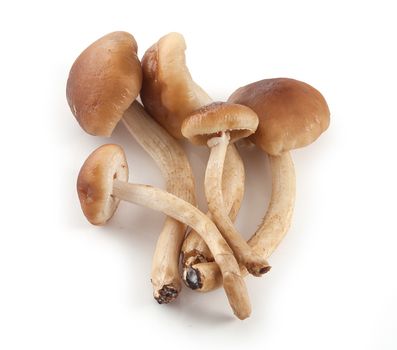 Handful of honey agaric on the white plate