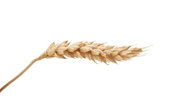 One isolated yellow wheat spikelet on the white background