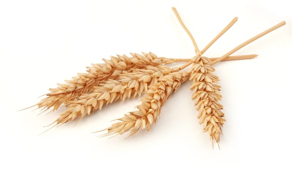 Some spikelets of wheat on the white background