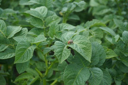 Green bush of potato with colorado beetle on the leaf