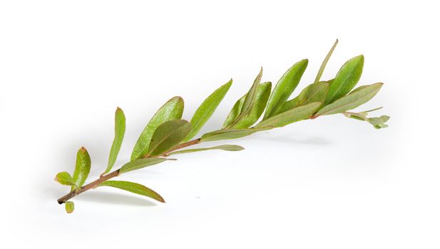 Isolated green branch of cranberry