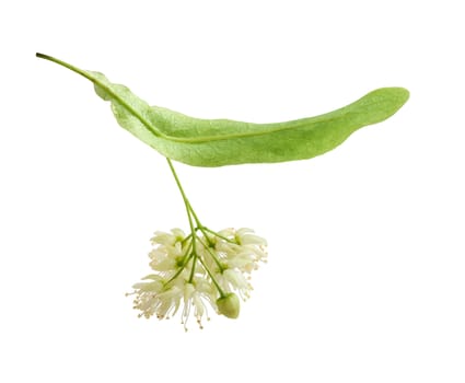 Isolated flower of the linden on the white background