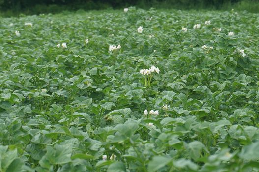 Green potato filed  with blossom plants