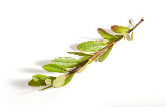 Isolated green branch of cranberry