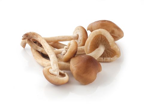 Handful of honey agaric on the white plate