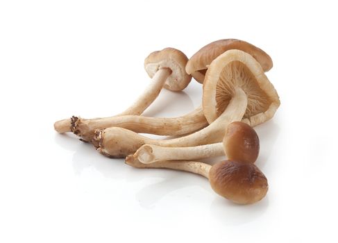 Handful of honey agaric on the white plate