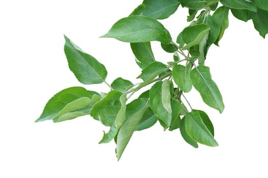 Isolated branch of pear tree with leaves on the white