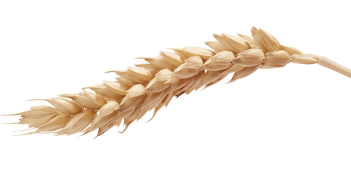 One isolated yellow wheat spikelet on the white background