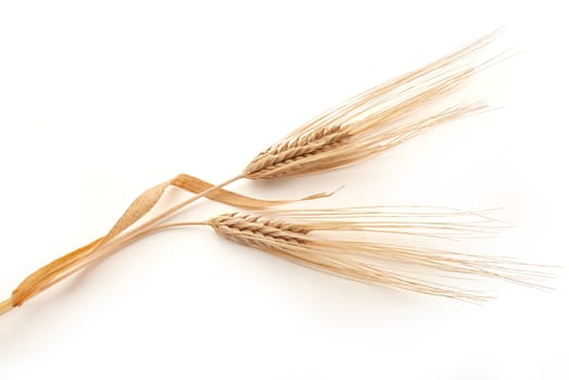 Two rye yellow spikelets on the white background