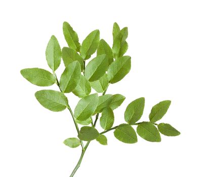 Isolated green billberry branch with leaves on the white