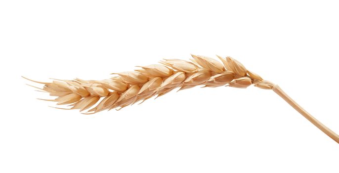 One isolated yellow wheat spikelet on the white background