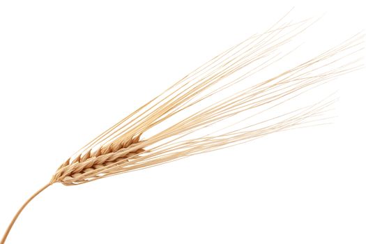 One isolated yellow rye spikelet on the white background