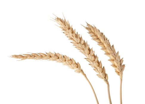 Three isolated yellow wheat spikelets on the white background