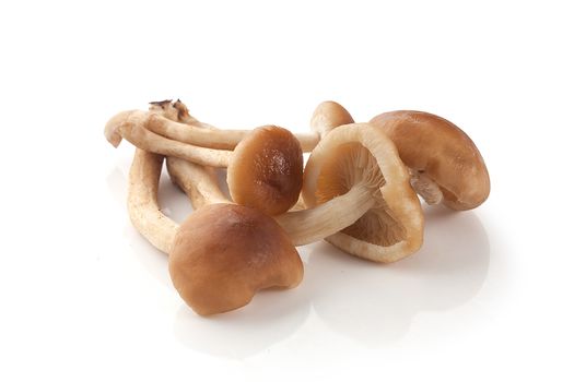 Handful of honey agaric on the white plate