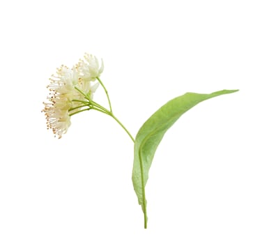 Isolated flower of the linden on the white background
