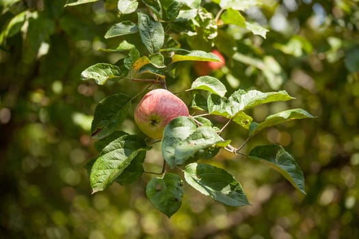 Apple branch with leaves and fruit