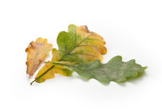 Isolated green and yellow oak leaves on the white background