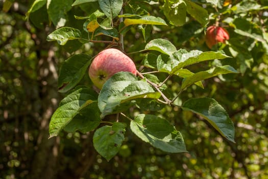 Apple branch with leaves and fruit