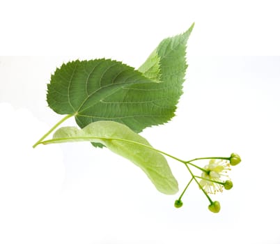 Isolated fresh flower anf leaf of linden on the white