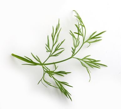 Top view of sprog of green dill on the white background