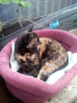 adult female tortoiseshell colour cat in a cat maroon cat bed 