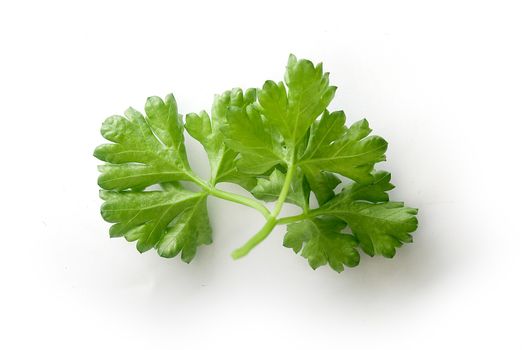 Isolated green branch of parsley on the white background