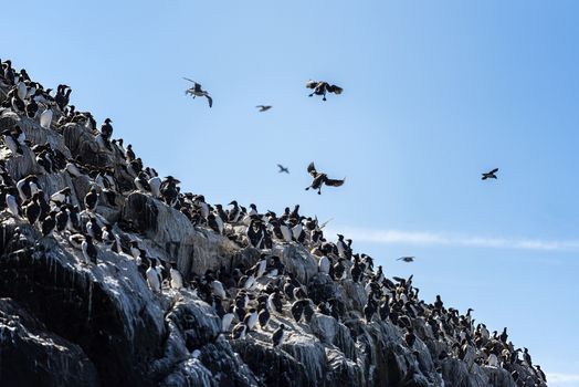 UK, Farne Islands, June 2019: Colony of Cormorants take over a cliff face