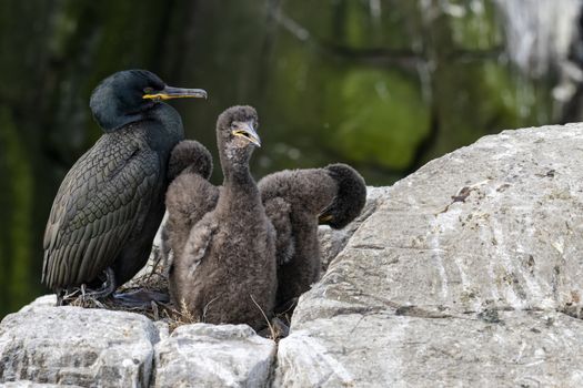 UK, Farne Islands, June 2019: A shag rearing its young on the cliffs by the ocean
