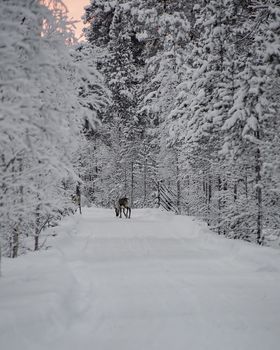 Finland, Inari - January 2019: Reindeer out walking in the Lapland forests in winter