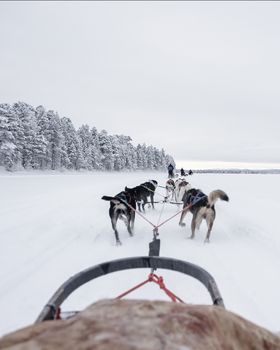 Finland, Inari - January 2019: Team of huskies pulling behind a line of other sleighs, view from sled