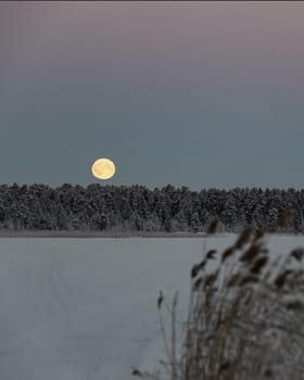 Finland, Inari- January 2019: Blood moon hangs in the sky above trees in a snowy, winter, landscape