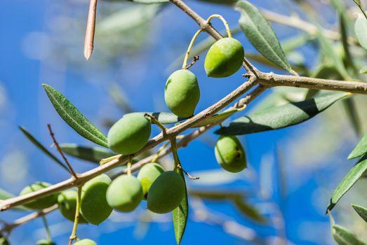 Close-up of green olives on tree branch