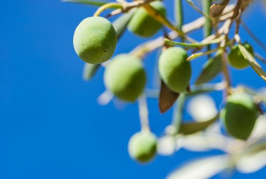 Close-up of green olives hanging on olive tree branch